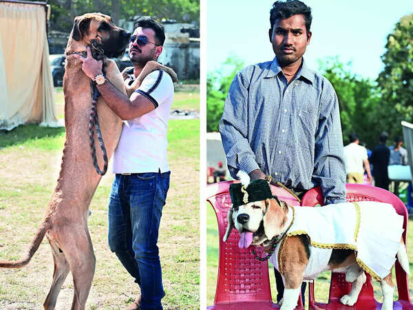 (L) Moscow gets a lil’ love from Raghvendra Pandey (R) NAWAB SAHEB: Frodo the Beagle