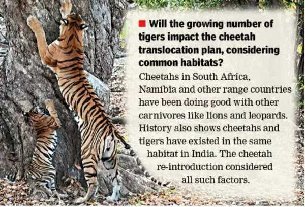 Tiger conservation success in 2023