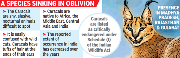 Now, ‘most Wanted’ Caracals Next On Reintroduction Project Of Mp Forest