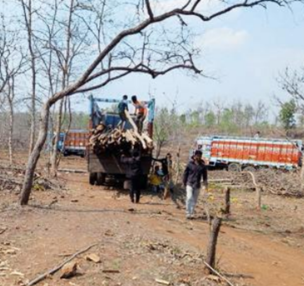 Burhanpur: In Burhanpur Forest, Cops Bust Timber Mafia’s ‘kgf’ | Indore ...