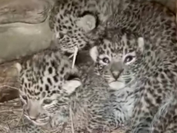 Uttarakhand: Leopard gives birth in migration-hit village house in ...