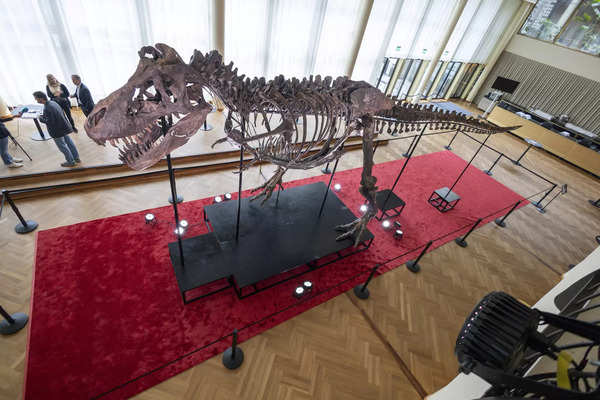 اسکلت 67 میلیون ساله تی رکس قبل از حراج در زوریخ به رسانه ها ارائه شد