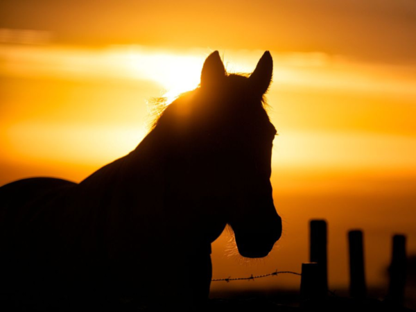 horse dimentions