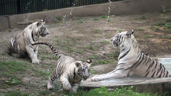 Delhi zoo to celebrate first birthday of white tiger cubs