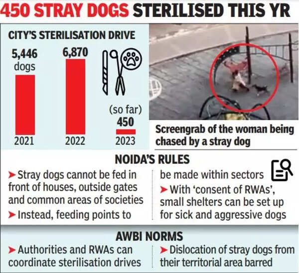 Strays chase woman GFX