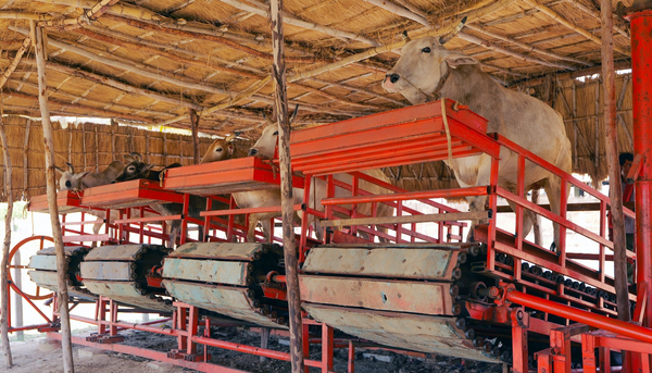 Nandi Rath: An eco-friendly wheel of fortune for farmers | Lucknow News ...
