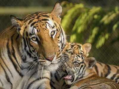 Tigress found dead in Umred Karhandla Sanctuary