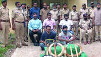 Karnataka: Three smugglers arrested with hippo tusks 