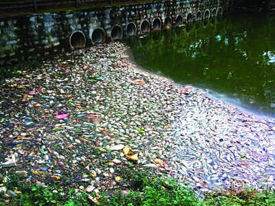 Sheelavantakere Lake’s second fish kill