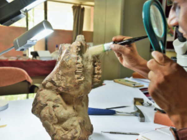 2.6-million-year-old ‘priceless’ fossil on sale for just Rs 4500