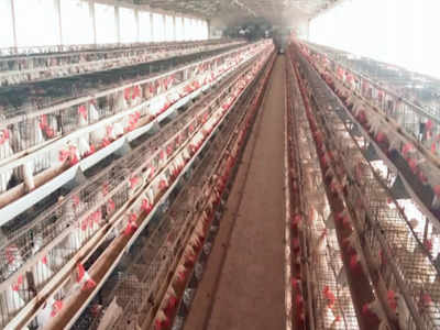 Shocking! 900 hens die at a poultry farm in Maharashtra's Parbhani, exact cause unknown
