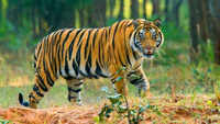 India's 2018 tiger census sets Guinness record 