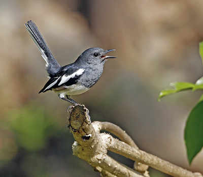 Urban Jungle: Bird song