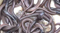 Muzaffarpur: Family finds mother snake along with 22 snakelets in their house 