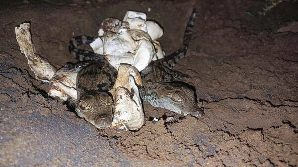 Kolhapur forest department succeeds in hatching 9 crocodile eggs in natural habitat