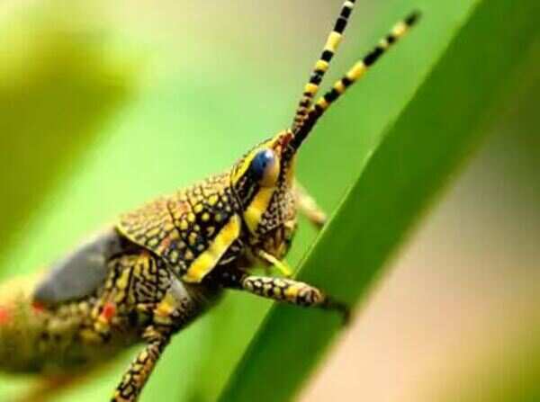 Locust swarms reaches Jaipur