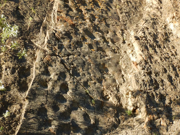 Scientists hiking in Alaska saw sunset reveal thousands of dinosaur tracks hidden in the rocks