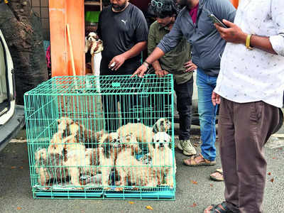 11 Shih Tzus rescued from hellish puppy mill in city