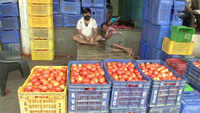Tomato prices soar in Delhi over supply shortage, costing upto Rs 80/kg 
