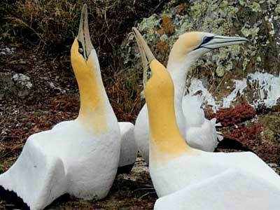 Nigel, world’s loneliest gannet, dies surrounded by his ‘concrete’ family