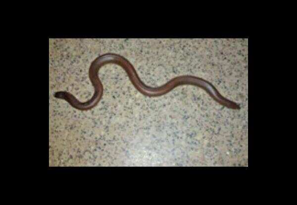 Rare two-headed boa snake rescued in Karnataka
