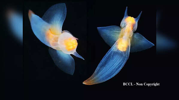 8 creatures on earth that look like aliens
