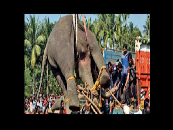 Howrah elephants reach Purulia forest 32 hours after being darted