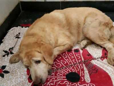 Sole surviving 26/11 police dog hospitalized