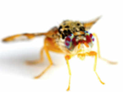 Fly hearing could help deaf humans