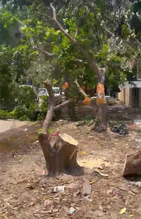 NGT seeks govt reply on land filling, tree felling in South City