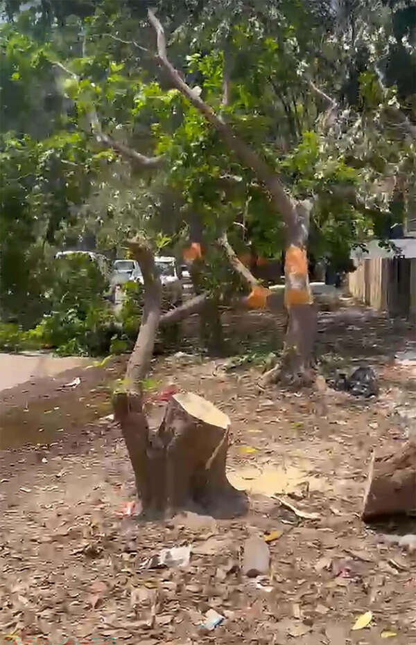 NGT seeks govt reply on land filling, tree felling in South City