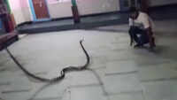 A 10-feet-long King Cobra rescued from a temple in Odisha 