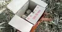 Crude bombs discovered a day before polling in West Bengal’s East Bardhaman 