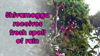 Shivamogga receives fresh spell of rain 