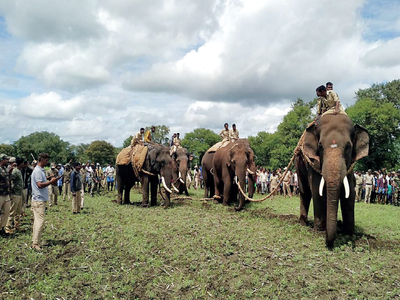 Activists go wild over jumbo patrolling plan