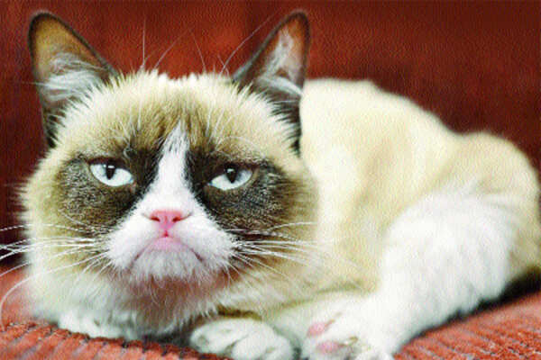 Famous pets in cyberspace
