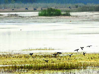 Chandapura Lake pollution: Just 1% of total fine is in the bag so far