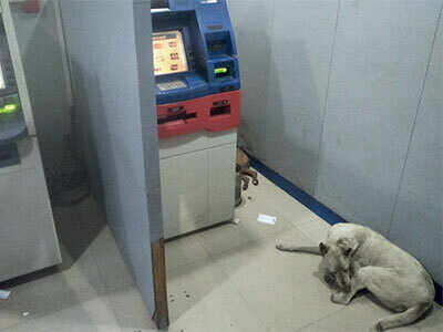 Hdfc Bank Stray Dogs Encroach On Atm Kiosk