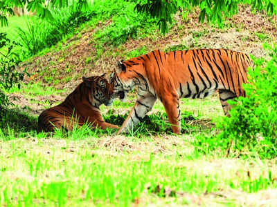 ‘There’s no information on illegal activities in Kali Tiger Reserve’