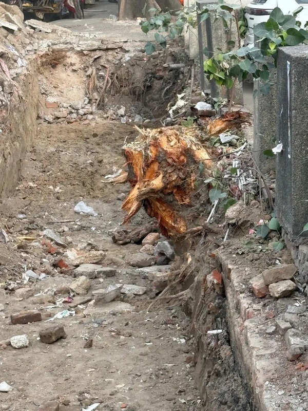 Forest dept to probe ‘illegal’ felling of trees in Shalimar Bagh