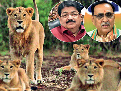 ‘Rs 98 cr allotted for Gir lions project’