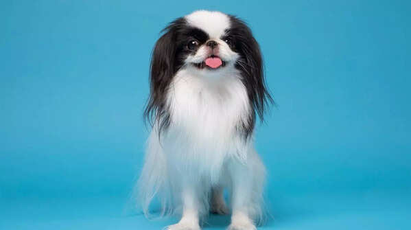 Japanese Chin from Japan