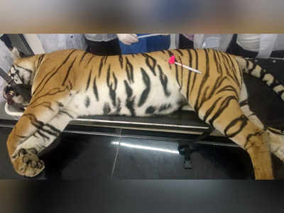 Woman ‘lawyer’ booked for duping NGO in fight to save tigress Avni