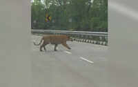 Maharashtra: Mitigation questioned as Pench tiger jumps crash barrier 