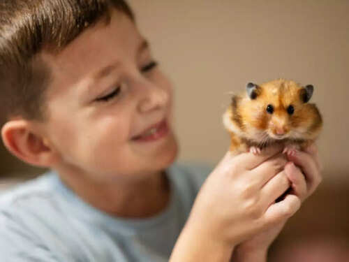 Small Animal Good Pets Easy Pet To Take Care Of For A Kid Kid