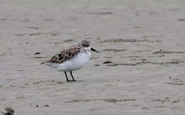 Critically endangered spoon-billed sandpiper clicked on beach near Bakkhali, 2nd photo record from Bengal