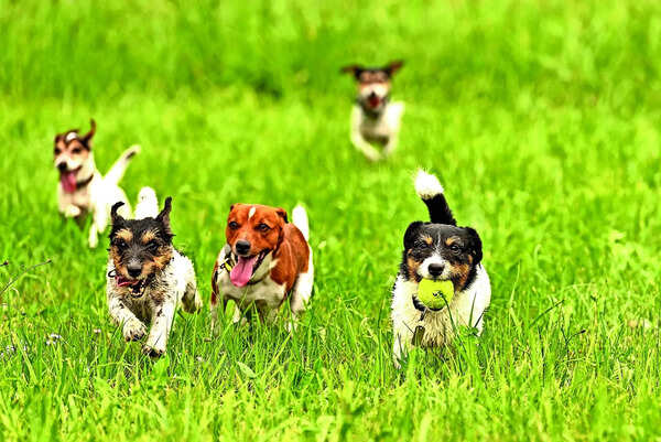 How Bengaluru pet parents are making their weekends paw-some