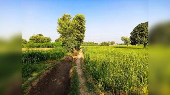 Top 10 potato producing states in India