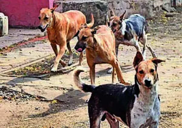 5-year-old boy mauled by street dogs in Vizag