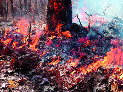 The root cause of forest fires